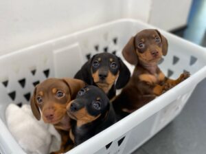 DASCHUND PUPPIES FOR SELL